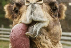 骆驼交配视频,自然繁衍的震撼瞬间