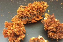海参的吃法与做法视频,多样吃法与制作技巧大揭秘