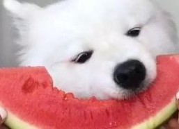 娱乐吃瓜酱萨摩耶,揭秘娱乐圈那些不为人知的幕后故事