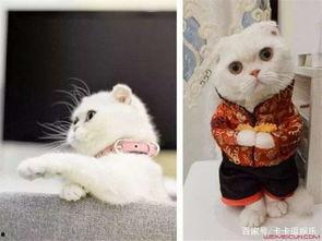 娱乐吃瓜君说刘二豆